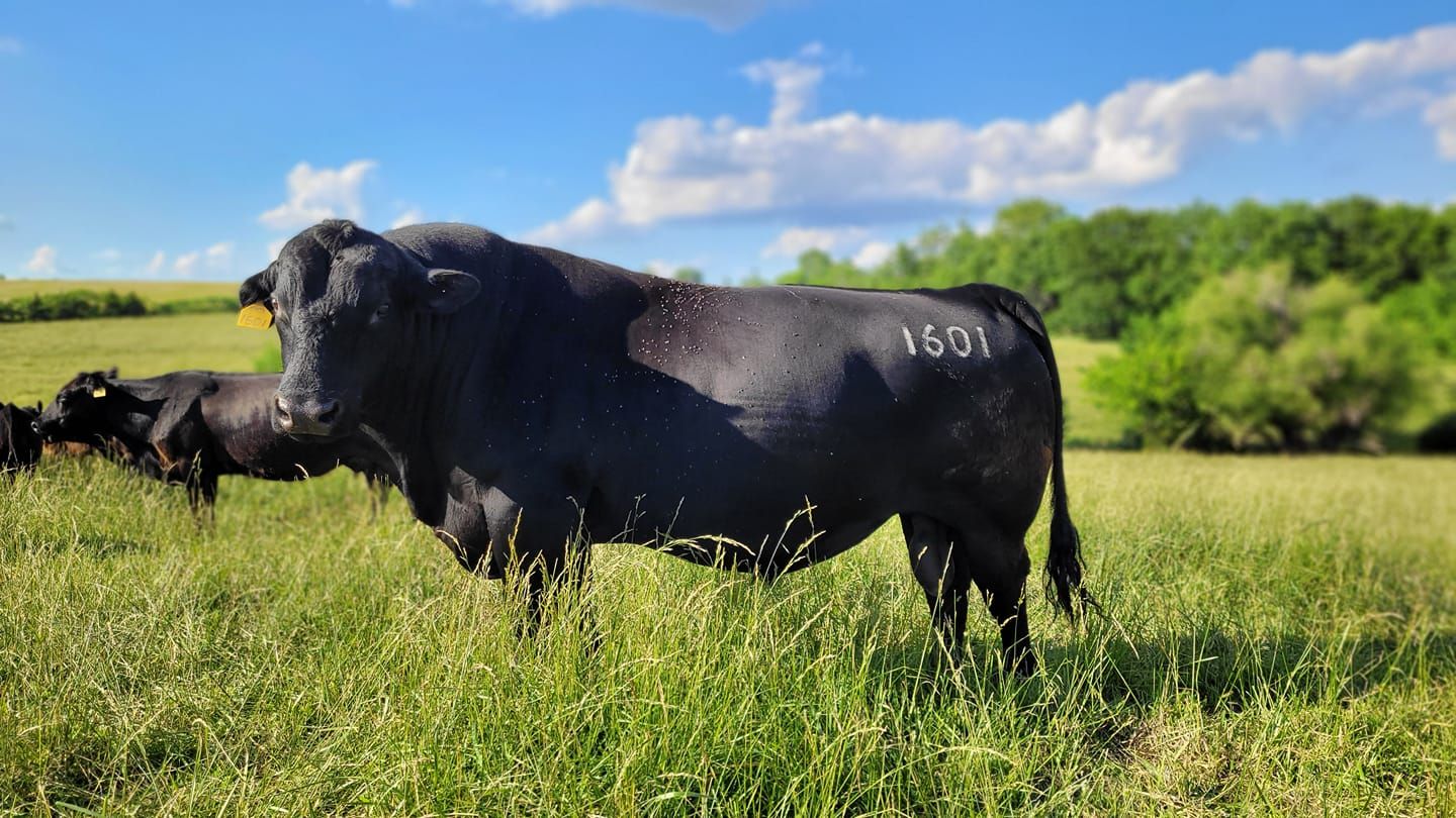 Black Angus bull standing in a green pasture